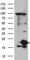UBE2L3 antibody, TA890154, Origene, Western Blot image 