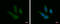 PTOV1 Extended AT-Hook Containing Adaptor Protein antibody, GTX102033, GeneTex, Immunofluorescence image 