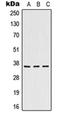 Heme Oxygenase 2 antibody, orb214040, Biorbyt, Western Blot image 