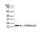 Histone H3 antibody, CI1001, Boster Biological Technology, Western Blot image 