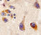 Cerebral dopamine neurotrophic factor antibody, AF5097, R&D Systems, Immunohistochemistry frozen image 