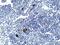 VEGF antibody, NB100-648, Novus Biologicals, Immunohistochemistry paraffin image 