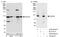 DEAD-Box Helicase 23 antibody, A300-695A, Bethyl Labs, Western Blot image 