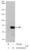 Malic Enzyme 1 antibody, GTX104122, GeneTex, Immunoprecipitation image 