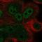 Zinc Finger Protein 687 antibody, HPA023948, Atlas Antibodies, Immunocytochemistry image 