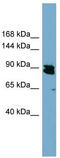 Apoptosis Resistant E3 Ubiquitin Protein Ligase 1 antibody, TA335994, Origene, Western Blot image 