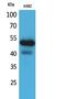 Sialic acid-binding Ig-like lectin 7 antibody, A06553, Boster Biological Technology, Western Blot image 