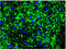 NEFH antibody, BM6014P, Origene, Immunohistochemistry paraffin image 