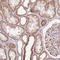 Mitochondrial Ribosomal Protein L24 antibody, HPA054323, Atlas Antibodies, Immunohistochemistry frozen image 