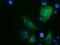 Rho GTPase Activating Protein 25 antibody, NBP2-03024, Novus Biologicals, Immunofluorescence image 