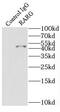 Retinoic Acid Receptor Gamma antibody, FNab07122, FineTest, Immunoprecipitation image 