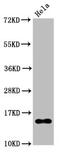 Histone H2B type 1-B antibody, CSB-RA010402A20acHU, Cusabio, Western Blot image 