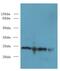ER Membrane Protein Complex Subunit 8 antibody, LS-C375497, Lifespan Biosciences, Western Blot image 