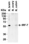 Interferon Regulatory Factor 7 antibody, 8991, ProSci Inc, Western Blot image 