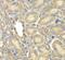 Myelin Basic Protein antibody, FNab05465, FineTest, Immunohistochemistry paraffin image 