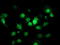Cyclin Dependent Kinase Inhibitor 3 antibody, LS-C173327, Lifespan Biosciences, Immunofluorescence image 