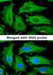 Progastricsin antibody, orb11268, Biorbyt, Immunofluorescence image 