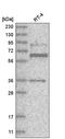 Zinc finger protein 667 antibody, HPA030731, Atlas Antibodies, Western Blot image 