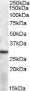 C->U-editing enzyme APOBEC-1 antibody, PA5-19014, Invitrogen Antibodies, Western Blot image 