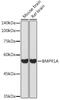 Bone Morphogenetic Protein Receptor Type 1A antibody, GTX55540, GeneTex, Western Blot image 