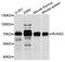 RUNX Family Transcription Factor 2 antibody, orb135179, Biorbyt, Western Blot image 