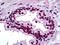 Homeobox protein DLX-2 antibody, 51-693, ProSci, Immunohistochemistry frozen image 