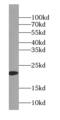 Translocase Of Inner Mitochondrial Membrane 23 antibody, FNab08693, FineTest, Western Blot image 