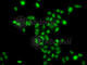 Mortality Factor 4 Like 2 antibody, A7577, ABclonal Technology, Immunofluorescence image 