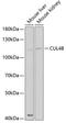 Cullin 4B antibody, 19-640, ProSci, Western Blot image 
