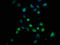 Crumbs homolog 1 antibody, LS-C675587, Lifespan Biosciences, Immunofluorescence image 