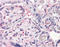 Dipeptidyl Peptidase 4 antibody, TA341337, Origene, Immunohistochemistry paraffin image 