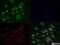 KI-67 antibody, NB500-170DL594, Novus Biologicals, Immunofluorescence image 
