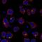 Solute Carrier Family 9 Member B1 antibody, NBP2-56493, Novus Biologicals, Immunocytochemistry image 