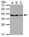 EMB antibody, PA5-28226, Invitrogen Antibodies, Western Blot image 