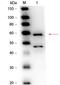 Bilirubin oxidase antibody, orb344254, Biorbyt, Western Blot image 