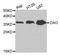 D-amino-acid oxidase antibody, A5309, ABclonal Technology, Western Blot image 