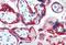 Keratin 18 antibody, MBS246180, MyBioSource, Immunohistochemistry paraffin image 