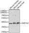 Aldo-Keto Reductase Family 7 Member A2 antibody, GTX55500, GeneTex, Western Blot image 