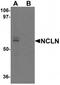 Nicalin antibody, TA319970, Origene, Western Blot image 