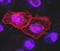 TNF Receptor Superfamily Member 10a antibody, SM3131AC, Origene, Immunofluorescence image 