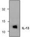 Interleukin 13 antibody, TA319041, Origene, Western Blot image 
