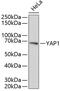 Yes Associated Protein 1 antibody, 14-188, ProSci, Western Blot image 