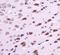 Melatonin Receptor 1B antibody, NLS932, Novus Biologicals, Immunohistochemistry frozen image 