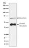 Mesothelin antibody, M03266-1, Boster Biological Technology, Western Blot image 