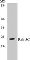 RAB5C, Member RAS Oncogene Family antibody, LS-C192128, Lifespan Biosciences, Western Blot image 