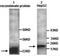 Platelet Derived Growth Factor C antibody, TA310075, Origene, Western Blot image 