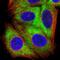 Ribosomal Protein S16 antibody, HPA064222, Atlas Antibodies, Immunofluorescence image 