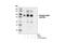 GRB2 Associated Binding Protein 2 antibody, 3884S, Cell Signaling Technology, Western Blot image 