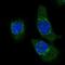 Had antibody, NBP2-55402, Novus Biologicals, Immunocytochemistry image 