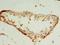 Nudix Hydrolase 11 antibody, LS-C378340, Lifespan Biosciences, Immunohistochemistry paraffin image 